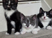 Beautiful Kittens