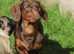 Amazing miniature dachshund stud.