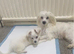 Adorable Tiny Maltese Female Puppy Available Sept