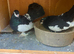 Very nice and very good quality garden pigeon for sale