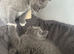British shorthair kittens British Blues ️
