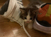 Tabby boy grey and white kitten