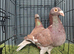 muleman breeder Pair