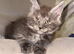 Stunning Maine Coon Kittens – Black Smoke & Blue Smoke – Health-Tested & TICA Registered
