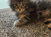Maincoon x scottish and calico x scottish