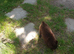 House trained chocolate Pomeranian girl and black boy ready to leave