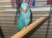 Hand reared ringneck