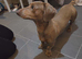 Minature dachound