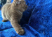 Top pedigree bsh kittens cinnamon and lilac gccf