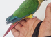 2x hand reared babies with new cage