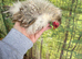 3 silkied Serama hens (read description)