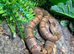 Variable King Snake at Birmingham Reptiles