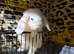 Mini Lop baby boy ready now (super friendly & tame)