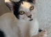 2 beautiful males needs to be rehomed