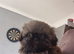 READY NOW dobie imperial shih tzu pups
