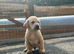 Labrador pups