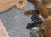 Chaffy puppies