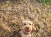 Cockapoo boy F1