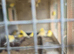 German roller 2025 for sale 25 pounds each nice birds.not rubiish
