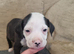 1 beautiful pup looking for their forever home