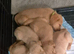 Beautiful happy F1 Labradoodle puppies