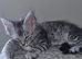 Beautiful GCCF registered maine coon kittens