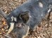 Pure Kunekune sow