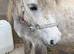 Registered Shetland mare