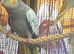 Gorgeous pearl baby cockatiel 7 weeks old