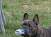 Beautiful frug puppies