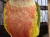 Handreared baby Conures