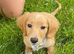 Stunning EE Red Long haired miniature dachshund puppy