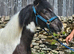 Beautiful native pieblald colt