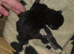 2 Black kittens