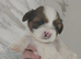 3 Shih Tzu puppies