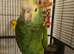 Very rare Yellow shouldered amazon