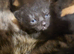 Adorable kittens