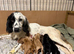 Sprocker puppy for sale