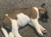 Puppy for sale