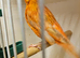 Stunning red hen