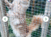 Male Main Coon kitten