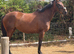 Stunning mare with serious potential