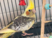 Cockatiel - Hand Tamed Baby - Ready Now