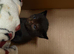 Sphynx cross ragdoll black/dark brown kitten girl