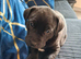 Staffyx labrador puppies for sale