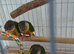 Aviary closure(20+) and 3 young birds