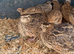 Coturnix Jumpo quails