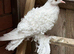 White frillback