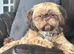 Beautiful chocolate Shih Tzu girl