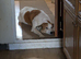 Elderly lurcher Patch looking to spend his final days somewhere understanding and peaceful